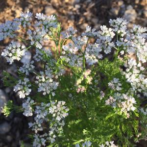 Photographie n°2440018 du taxon Coriandrum sativum L. [1753]