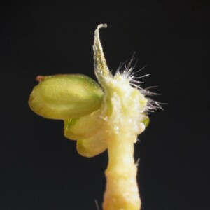 Photographie n°2440028 du taxon Ranunculus serpens Schrank [1789]