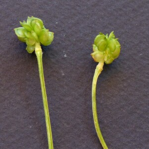 Photographie n°2440029 du taxon Ranunculus serpens Schrank [1789]