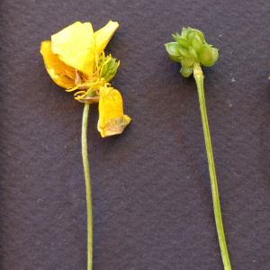 Photographie n°2440031 du taxon Ranunculus serpens Schrank [1789]