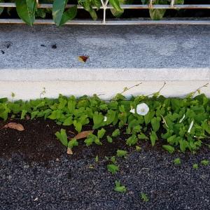 Photographie n°2440049 du taxon Convolvulus sepium L.