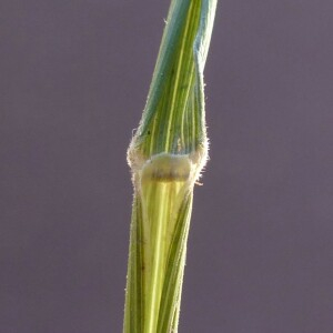 Photographie n°2440051 du taxon Brachypodium rupestre (Host) Roem. & Schult. [1817]