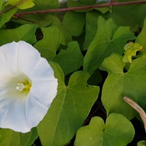 Photographie n°2440061 du taxon Convolvulus sepium L.