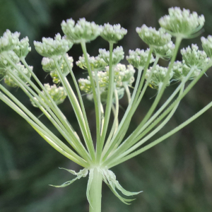 Photographie n°2440156 du taxon Laserpitium latifolium L. [1753]