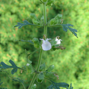 Photographie n°2440172 du taxon Teucrium botrys L. [1753]