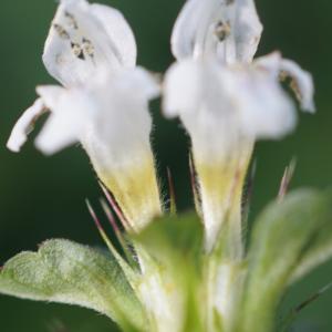 Photographie n°2440239 du taxon Galeopsis tetrahit L.