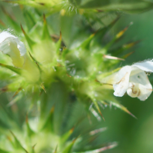 Photographie n°2440241 du taxon Galeopsis tetrahit L.