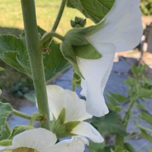 Photographie n°2440257 du taxon Alcea rosea L. [1753]