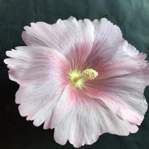 Photographie n°2440262 du taxon Alcea rosea L. [1753]
