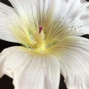 Photographie n°2440263 du taxon Alcea rosea L. [1753]