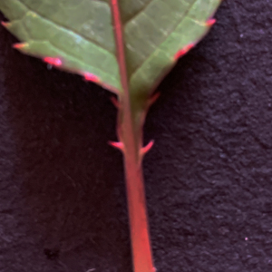 Photographie n°2440278 du taxon Impatiens glandulifera Royle [1833]