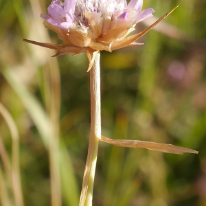 Photographie n°2440395 du taxon Armeria arenaria (Pers.) Schult. [1820]