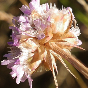 Photographie n°2440398 du taxon Armeria arenaria (Pers.) Schult. [1820]