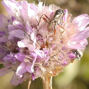 Photographie n°2440399 du taxon Armeria arenaria (Pers.) Schult. [1820]