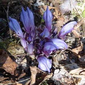 Photographie n°2440400 du taxon Lathraea clandestina L. [1753]