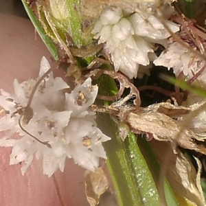  - Cuscuta epithymum (L.) L. [1774]