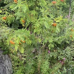 Photographie n°2440483 du taxon Sorbus aucuparia L. [1753]