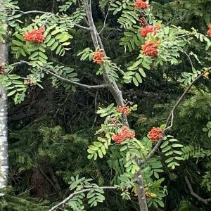 Photographie n°2440485 du taxon Sorbus aucuparia L. [1753]