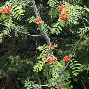 Photographie n°2440486 du taxon Sorbus aucuparia L. [1753]