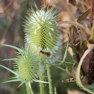 Photographie n°2440502 du taxon Dipsacus laciniatus L.