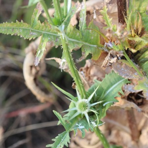 Photographie n°2440503 du taxon Dipsacus laciniatus L.