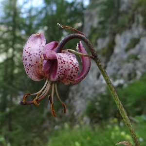 Photographie n°2440510 du taxon Lilium martagon L.