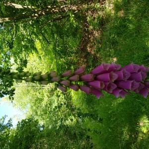 Photographie n°2440583 du taxon Digitalis x purpurascens Roth [1806]