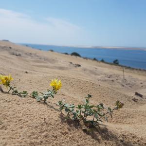 Photographie n°2440605 du taxon Linaria thymifolia DC. [1805]