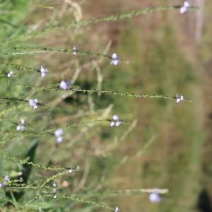 Photographie n°2440608 du taxon Verbena officinalis L.