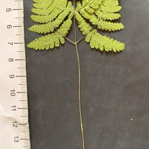  - Gymnocarpium dryopteris (L.) Newman [1851]