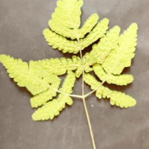 Polypodium fagetorum Gand. (Polypode dryoptère)