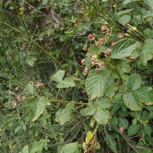 Photographie n°2440783 du taxon Rubus plicatus Weihe & Nees [1822]