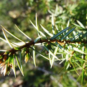 Juniperus borealis Salisb. (Genévrier commun)