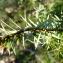  Alain Bigou - Juniperus communis subsp. communis