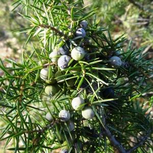  - Juniperus communis subsp. communis