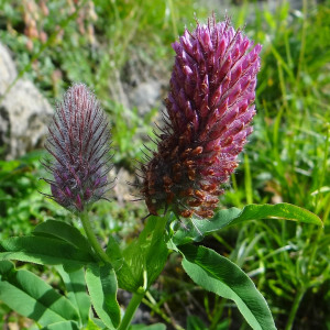 Photographie n°2440831 du taxon Trifolium rubens L.