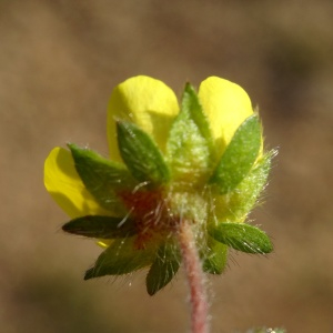 Photographie n°2440871 du taxon Potentilla hirta L. [1753]