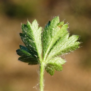 Photographie n°2440874 du taxon Potentilla hirta L. [1753]