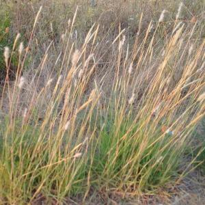 Photographie n°2440878 du taxon Bothriochloa barbinodis (Lag.) Herter