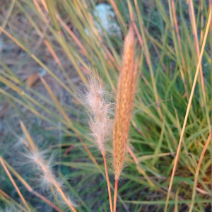 Photographie n°2440881 du taxon Bothriochloa barbinodis (Lag.) Herter