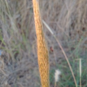 Photographie n°2440882 du taxon Bothriochloa barbinodis (Lag.) Herter