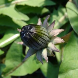 Photographie n°2440891 du taxon Taraxacum F.H.Wigg.