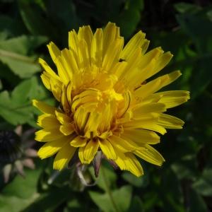 Photographie n°2440892 du taxon Taraxacum F.H.Wigg.