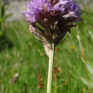 Photographie n°2440899 du taxon Traunsteinera globosa (L.) Rchb. [1842]