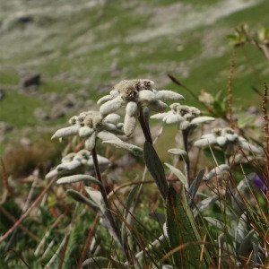 Photographie n°2440901 du taxon Leontopodium nivale subsp. alpinum (Cass.) Greuter [2003]