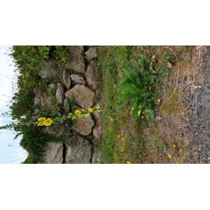 Verbascum bombyciferum Boiss. (Molène)