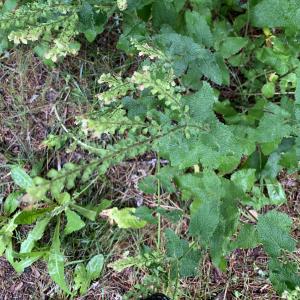 Photographie n°2440930 du taxon Teucrium scorodonia L. [1753]