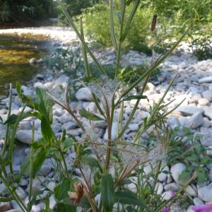 Photographie n°2440982 du taxon Epilobium hirsutum L. [1753]