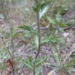 Photographie n°2441002 du taxon Carlina vulgaris L. [1753]