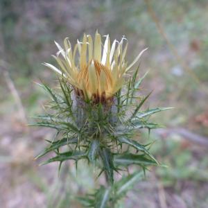 Photographie n°2441004 du taxon Carlina vulgaris L. [1753]